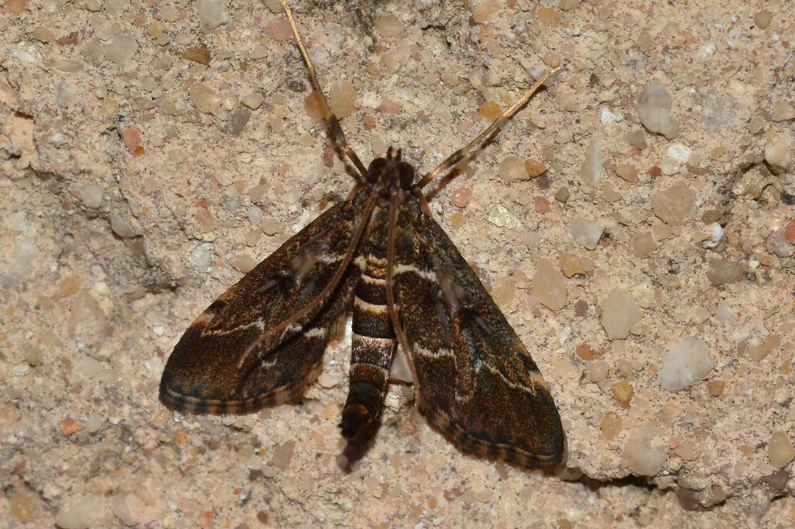 Duponchelia fovealis