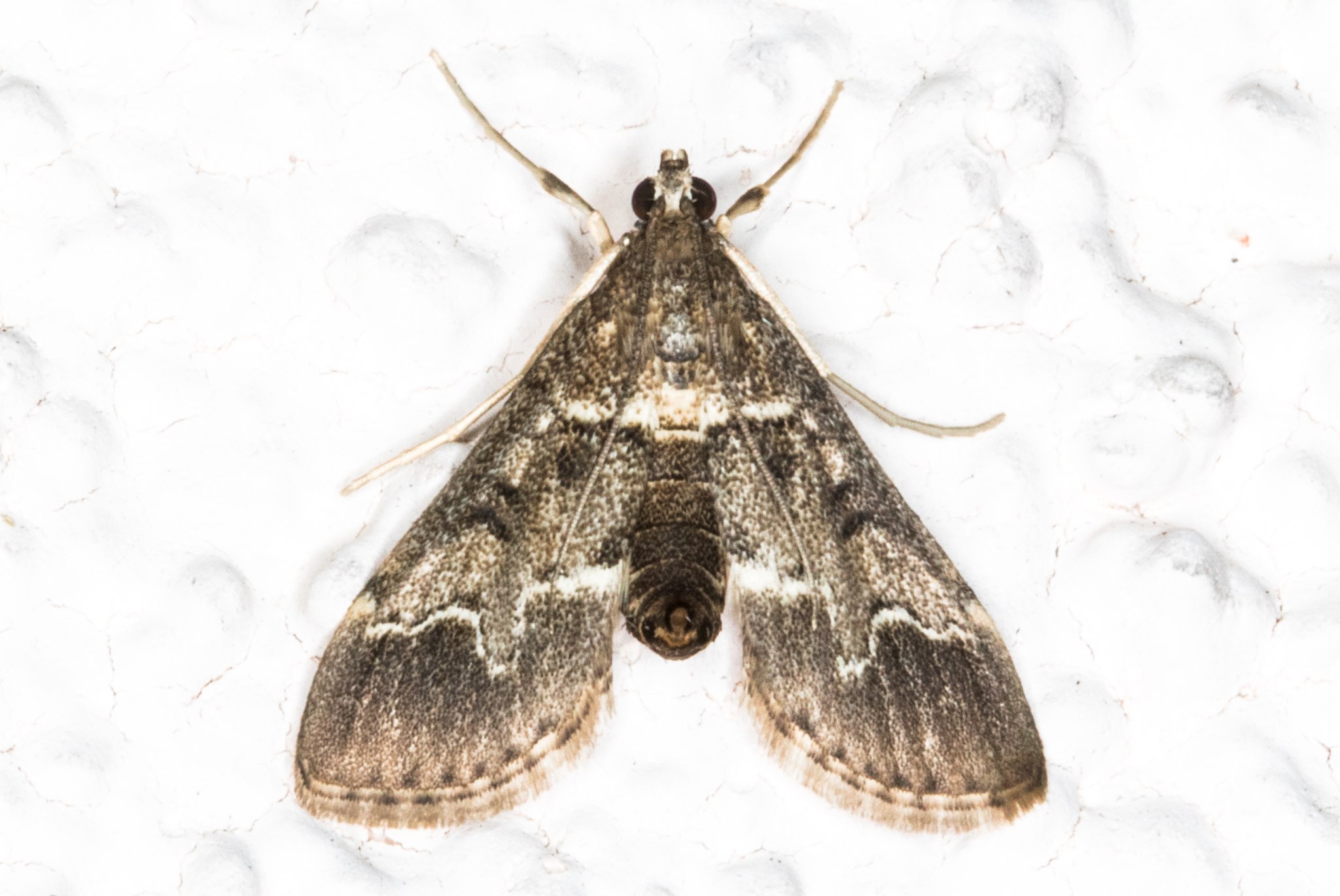 Duponchelia fovealis