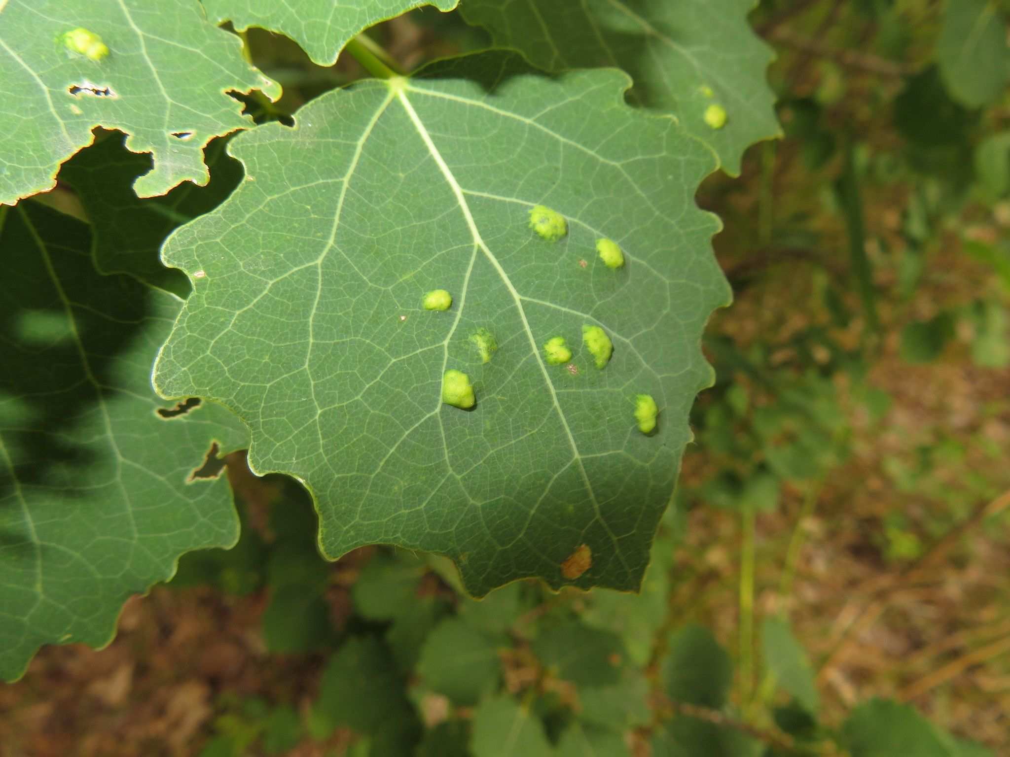 Taphrina populina