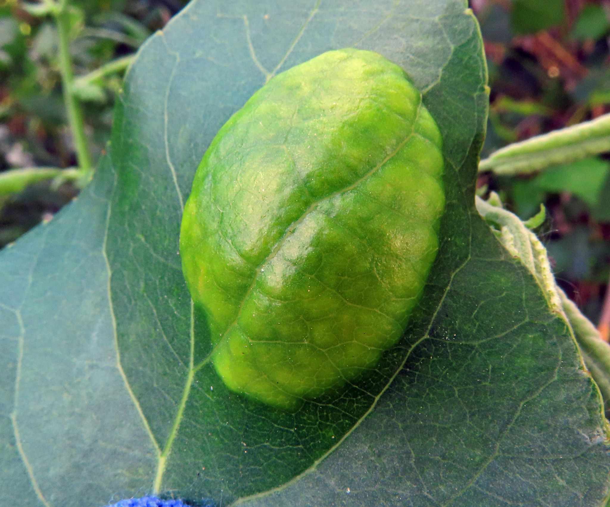 Taphrina populina
