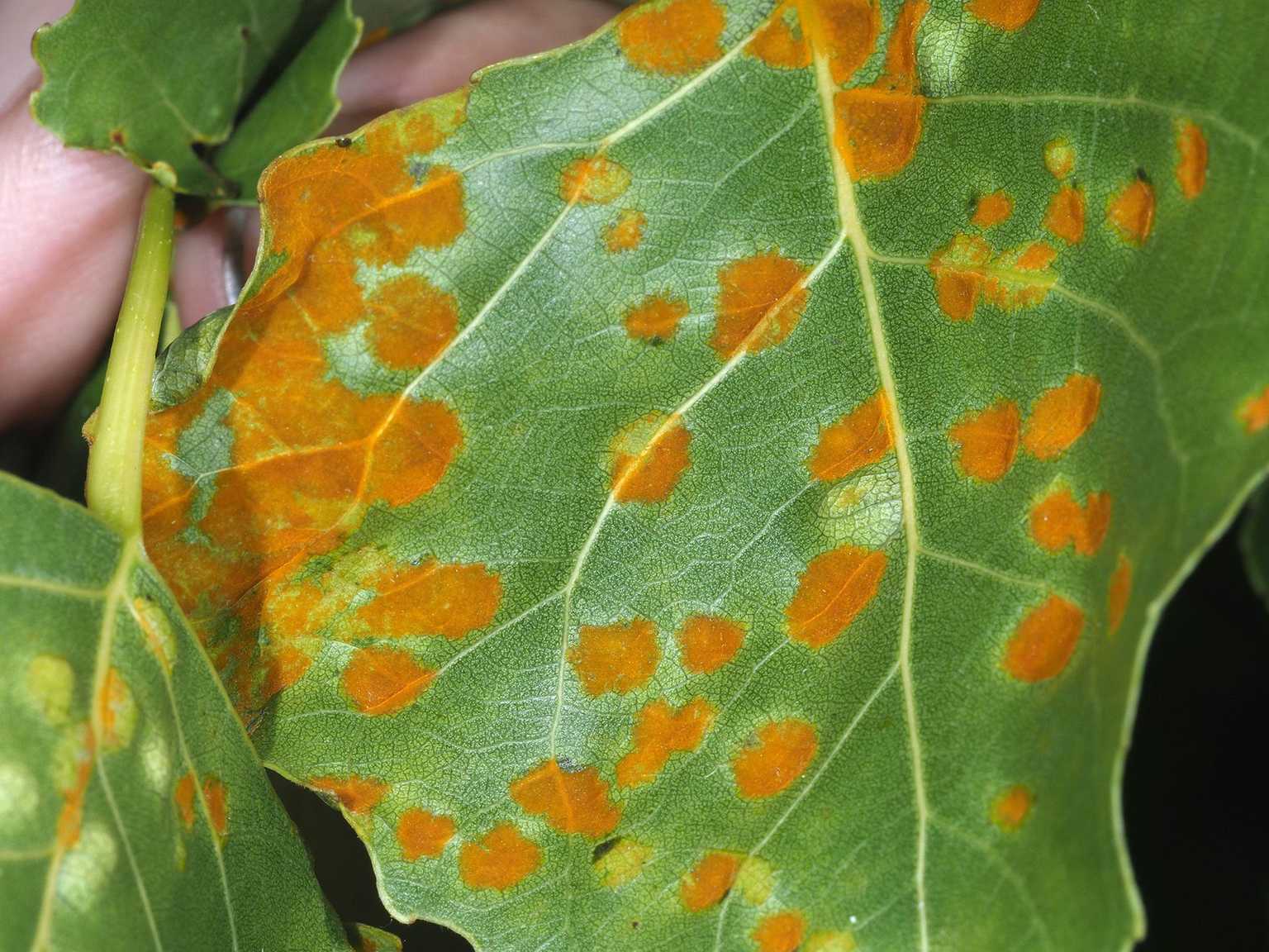 Taphrina populina