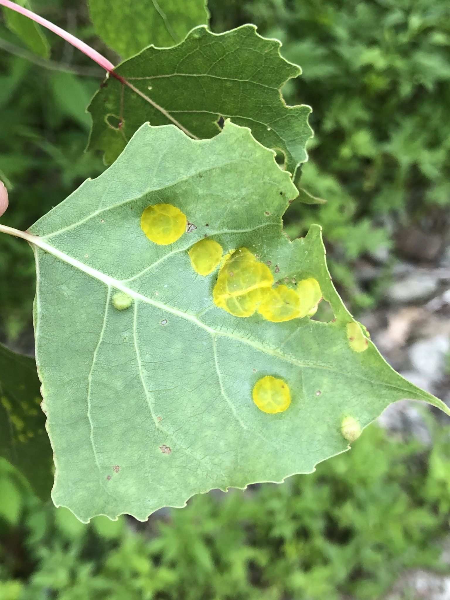 Taphrina populina