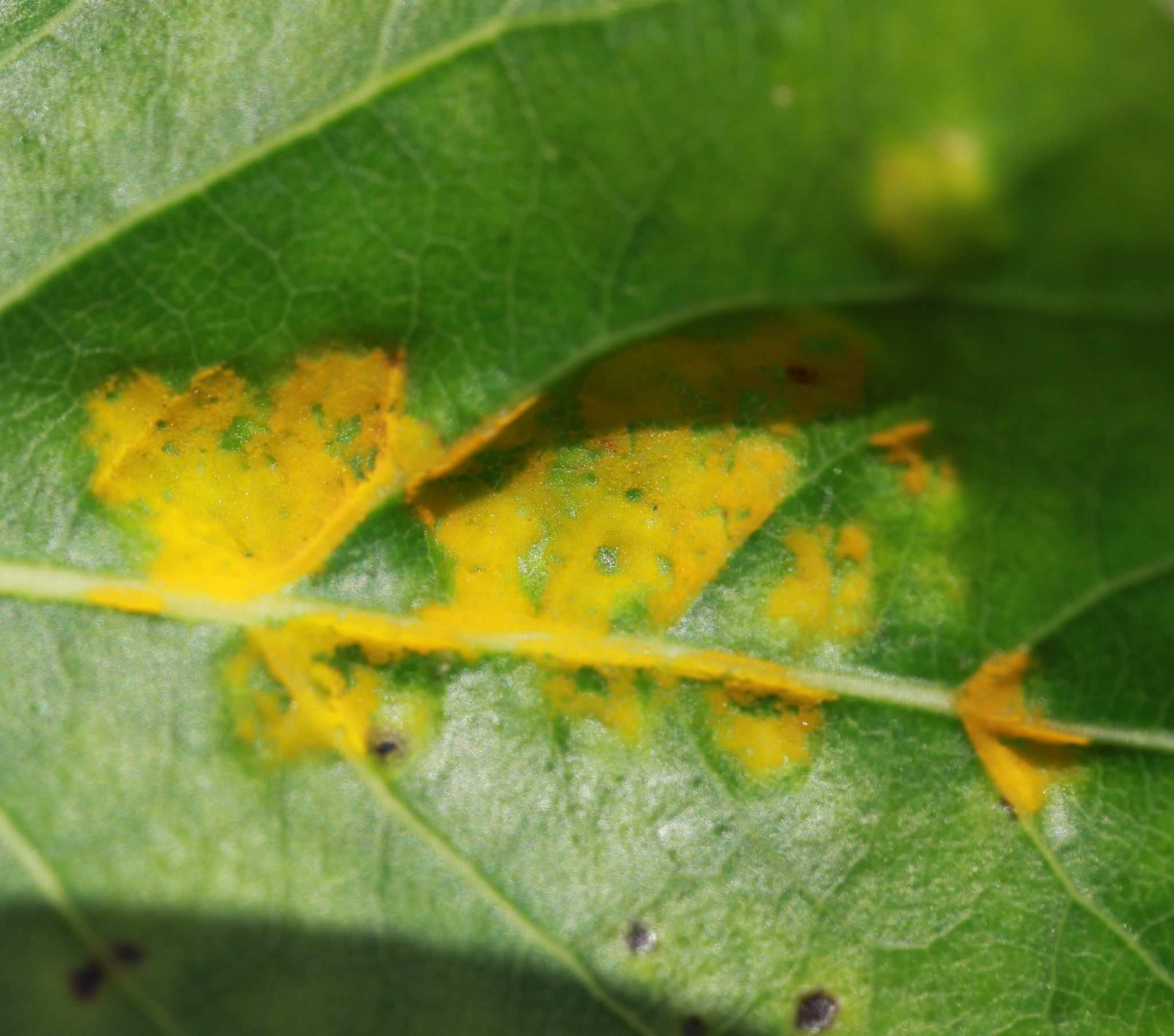 Taphrina populina