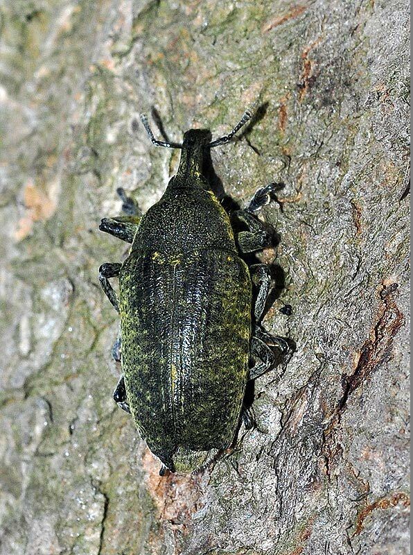 Larinus cynarae