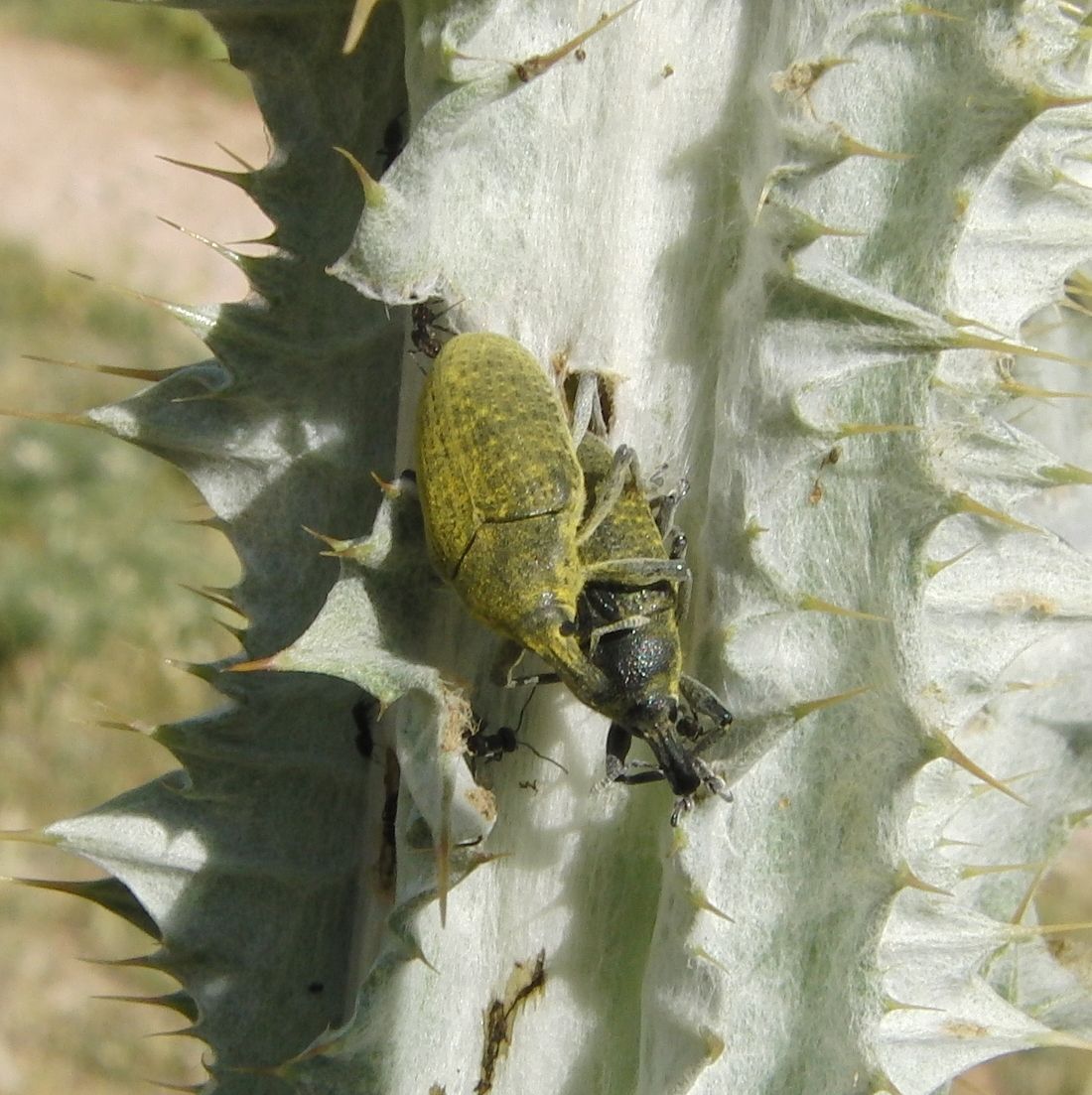 Larinus cynarae