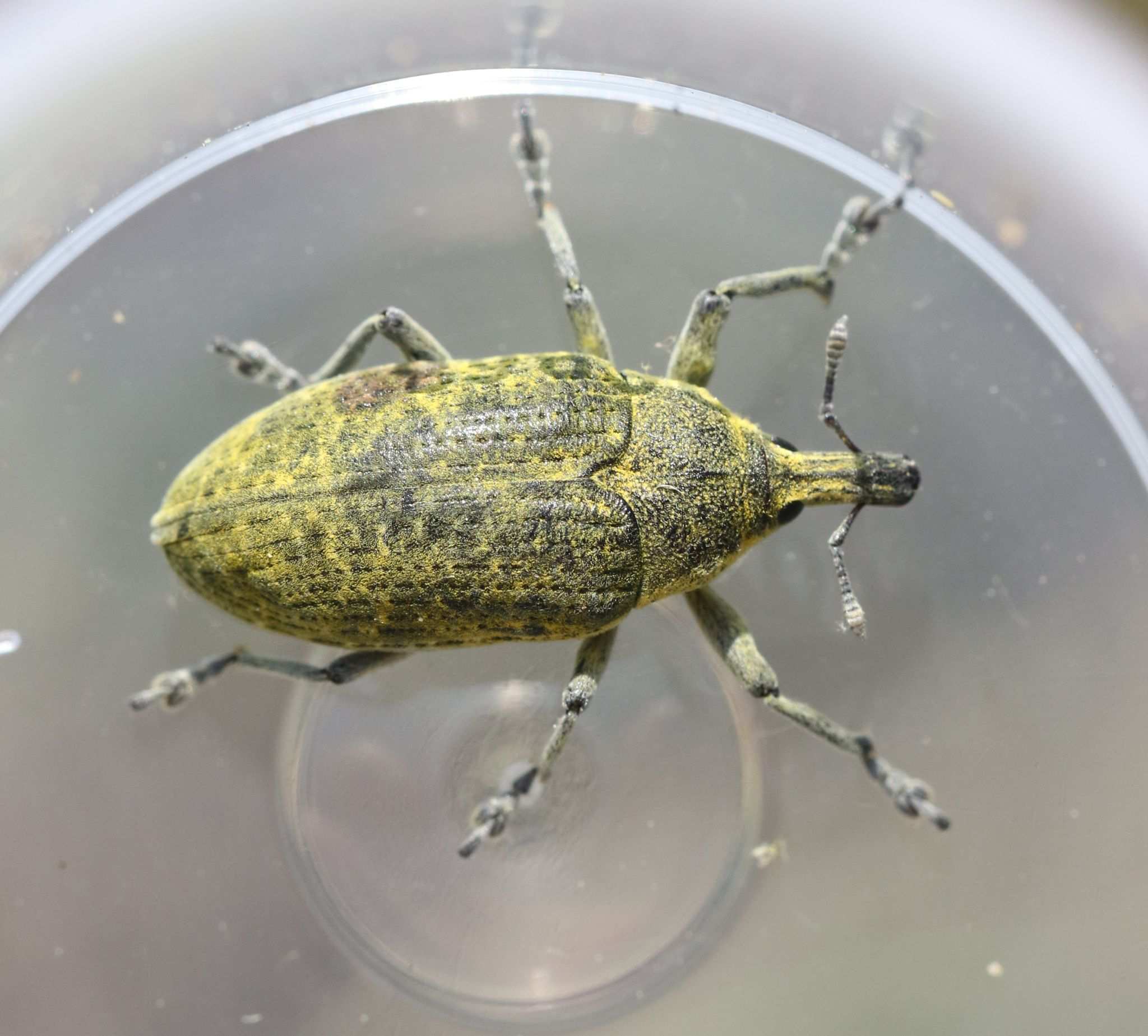 Larinus cynarae