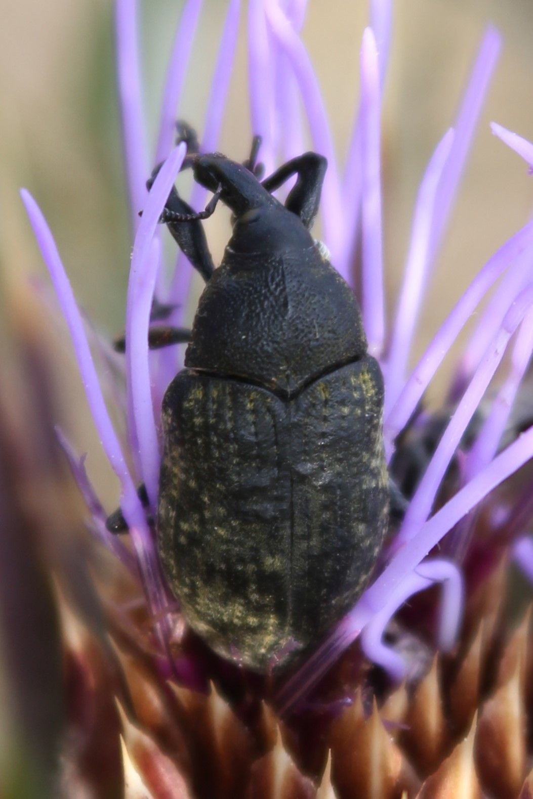 Larinus cynarae