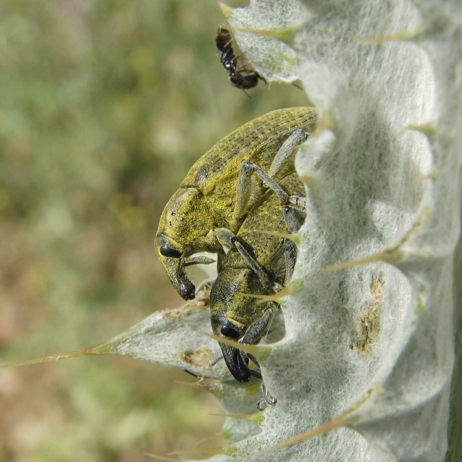 Larinus cynarae