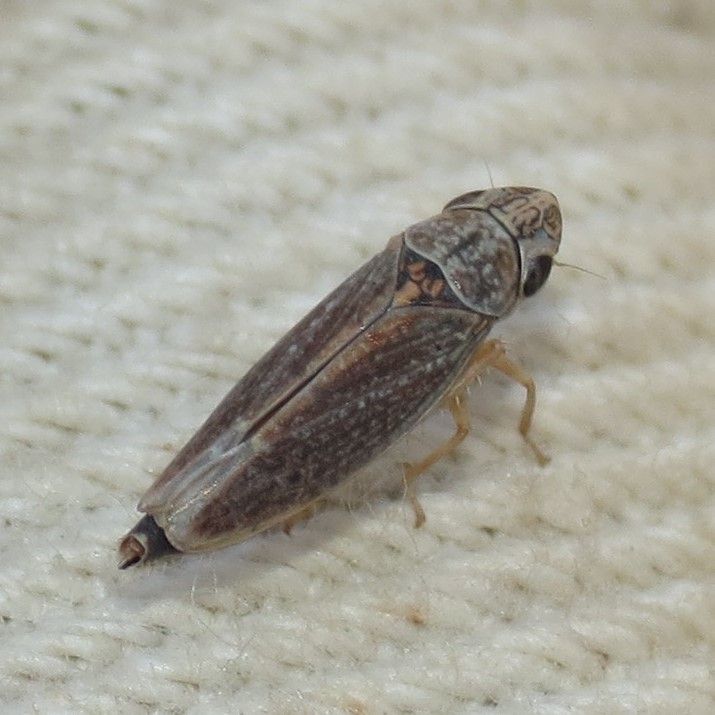Neokolla severini