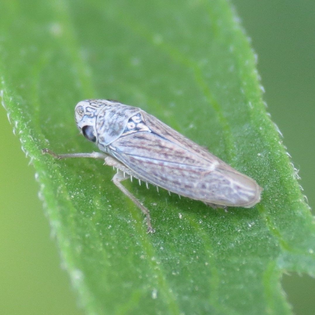Neokolla severini