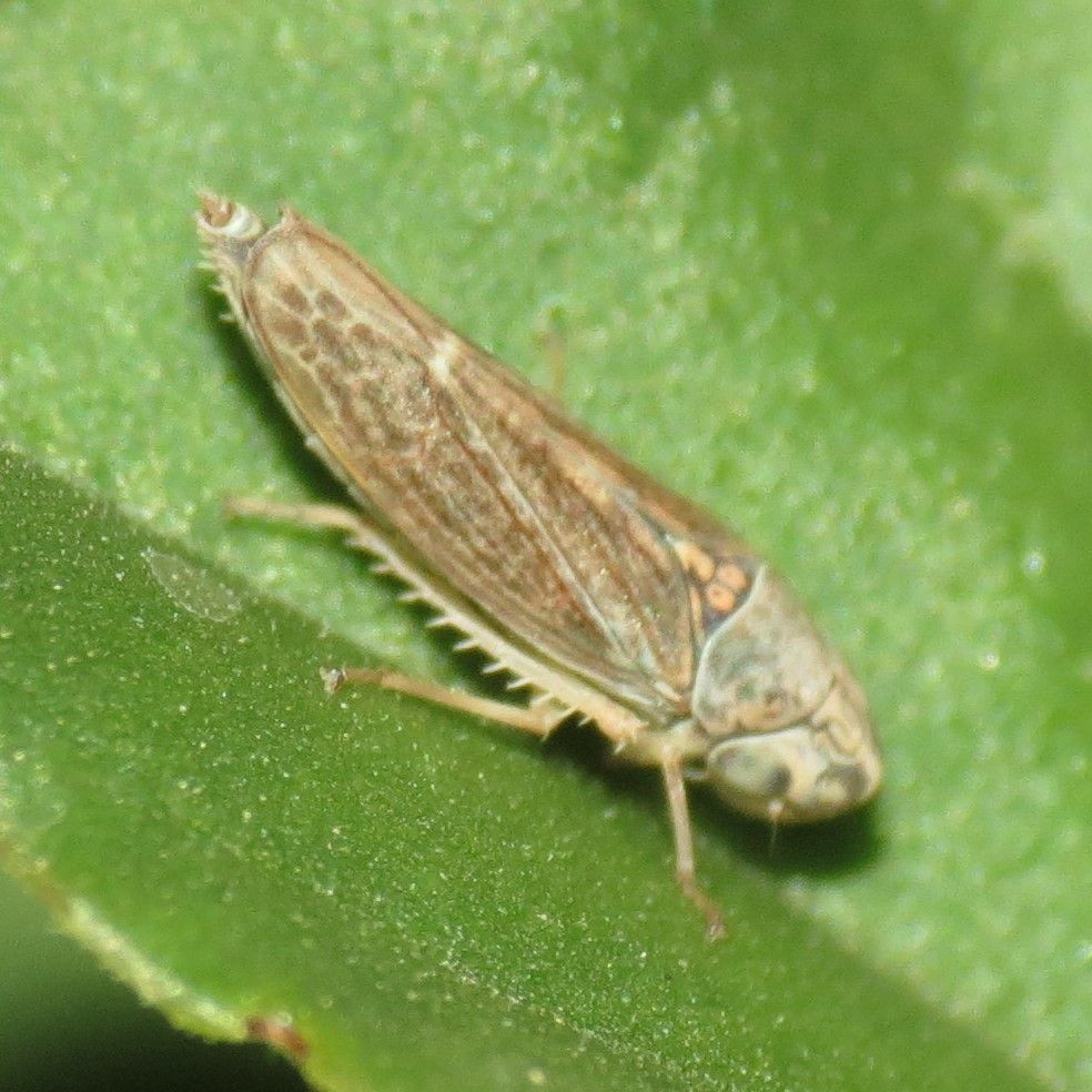 Neokolla severini