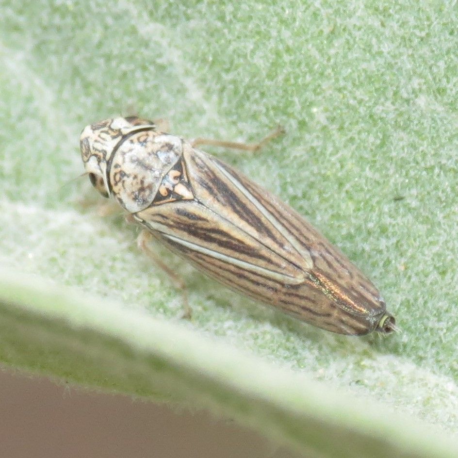 Neokolla severini