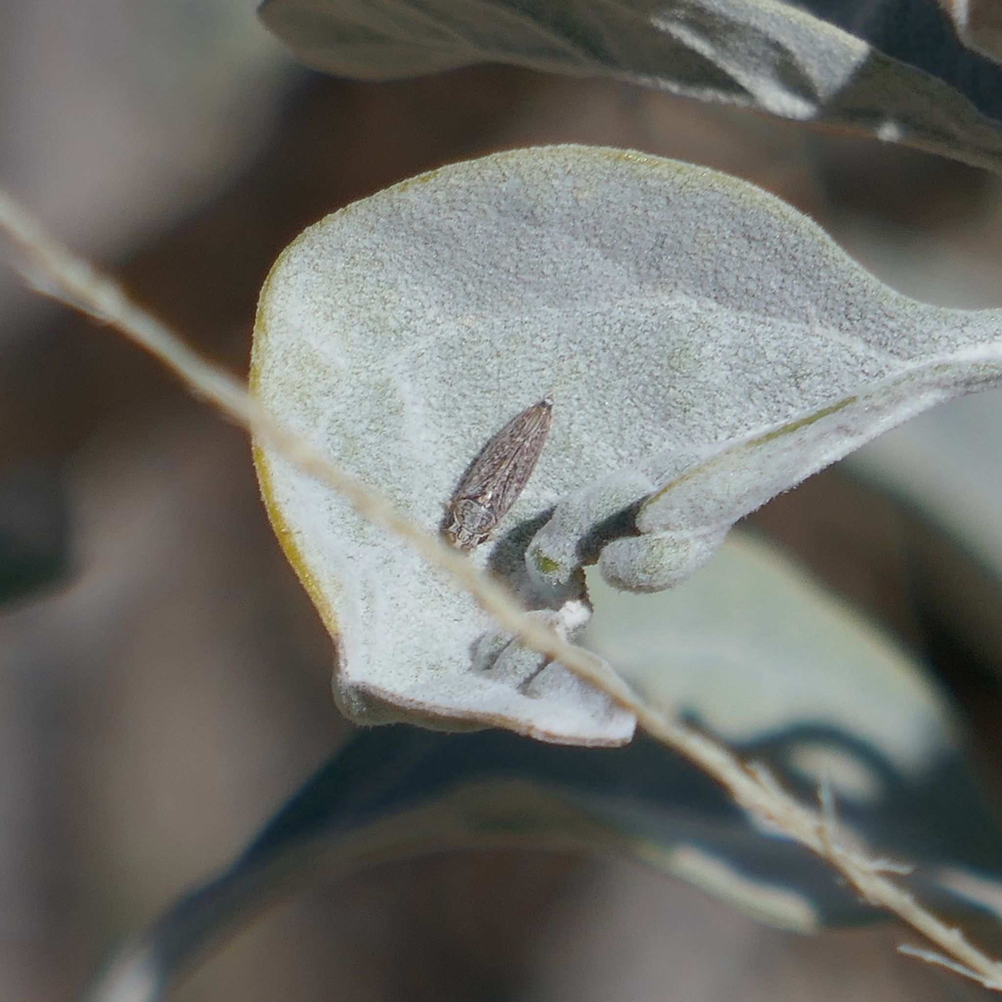 Neokolla severini