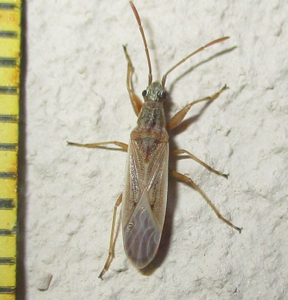 Paromius gracilis