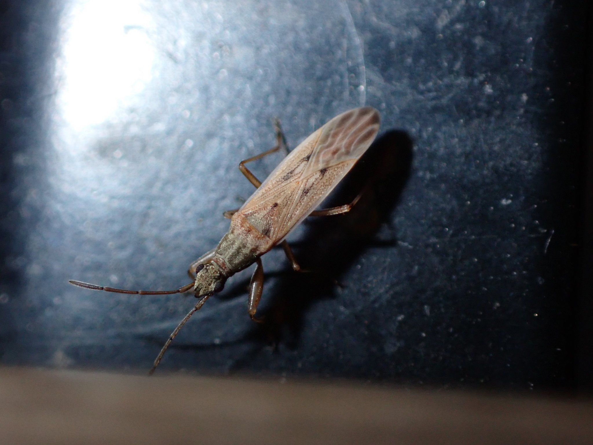 Paromius gracilis