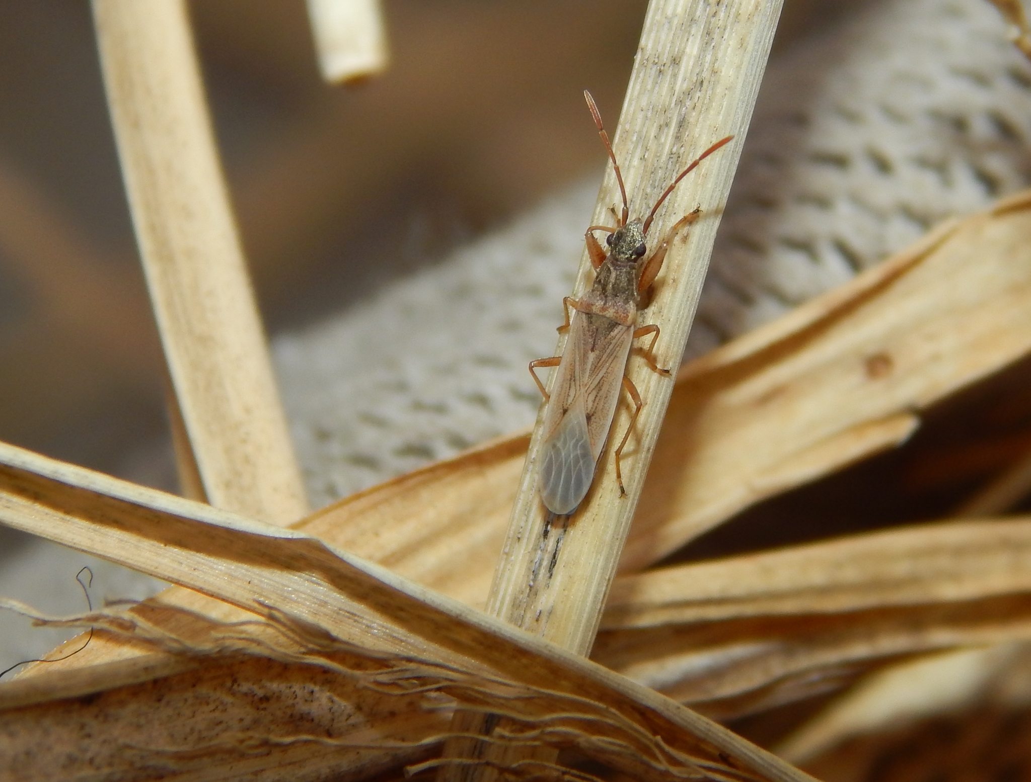 Paromius gracilis