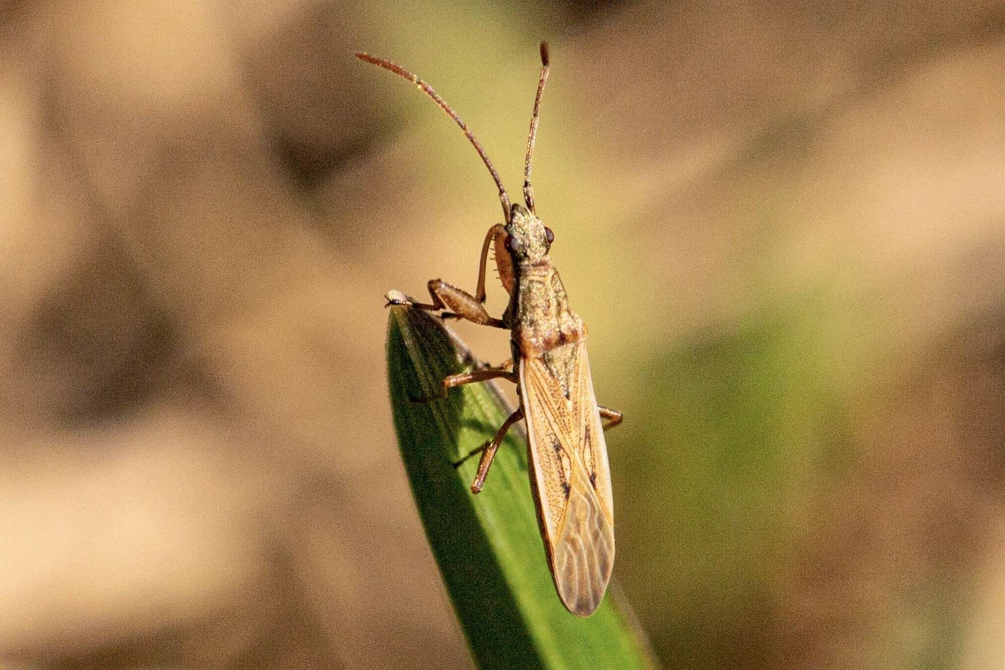 Paromius gracilis