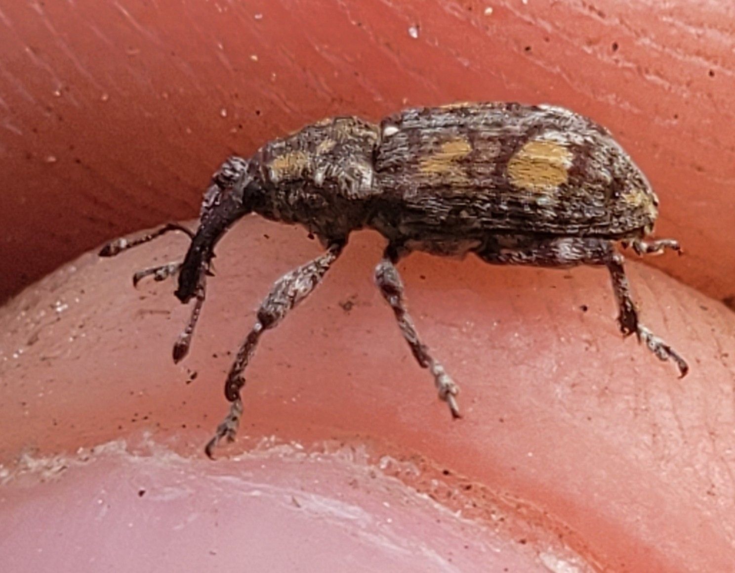 Pissodes terminalis