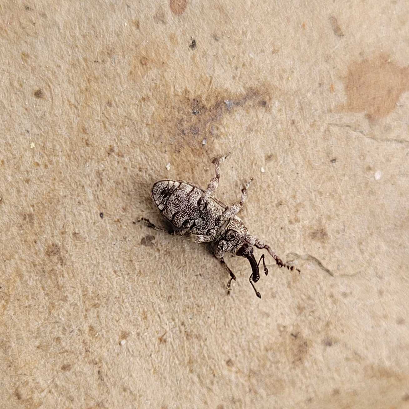 Pissodes terminalis
