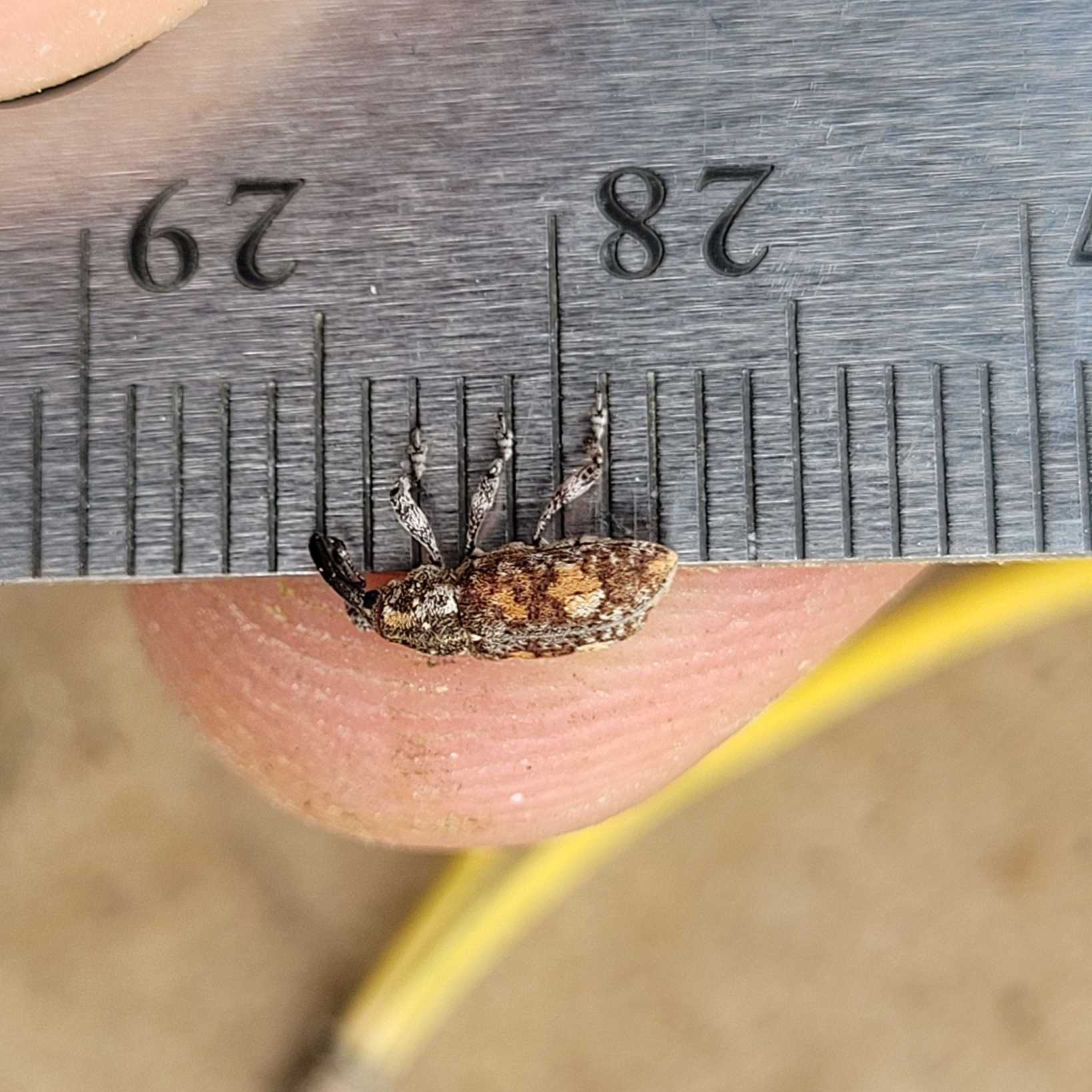 Pissodes terminalis