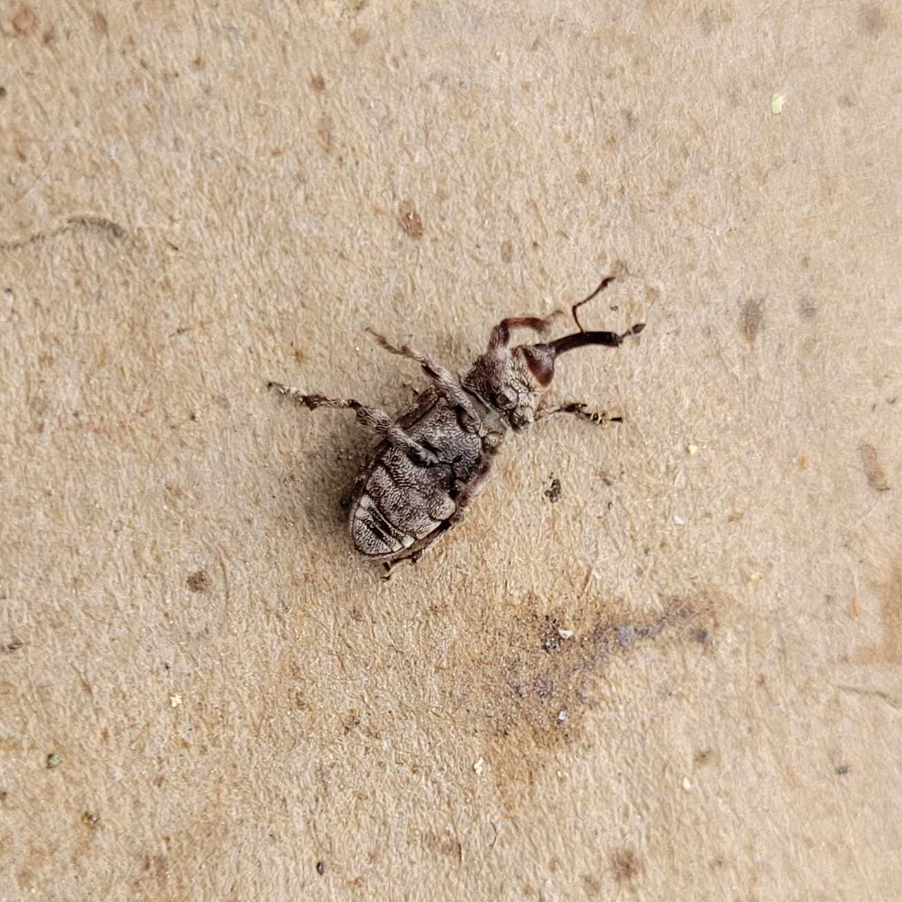 Pissodes terminalis