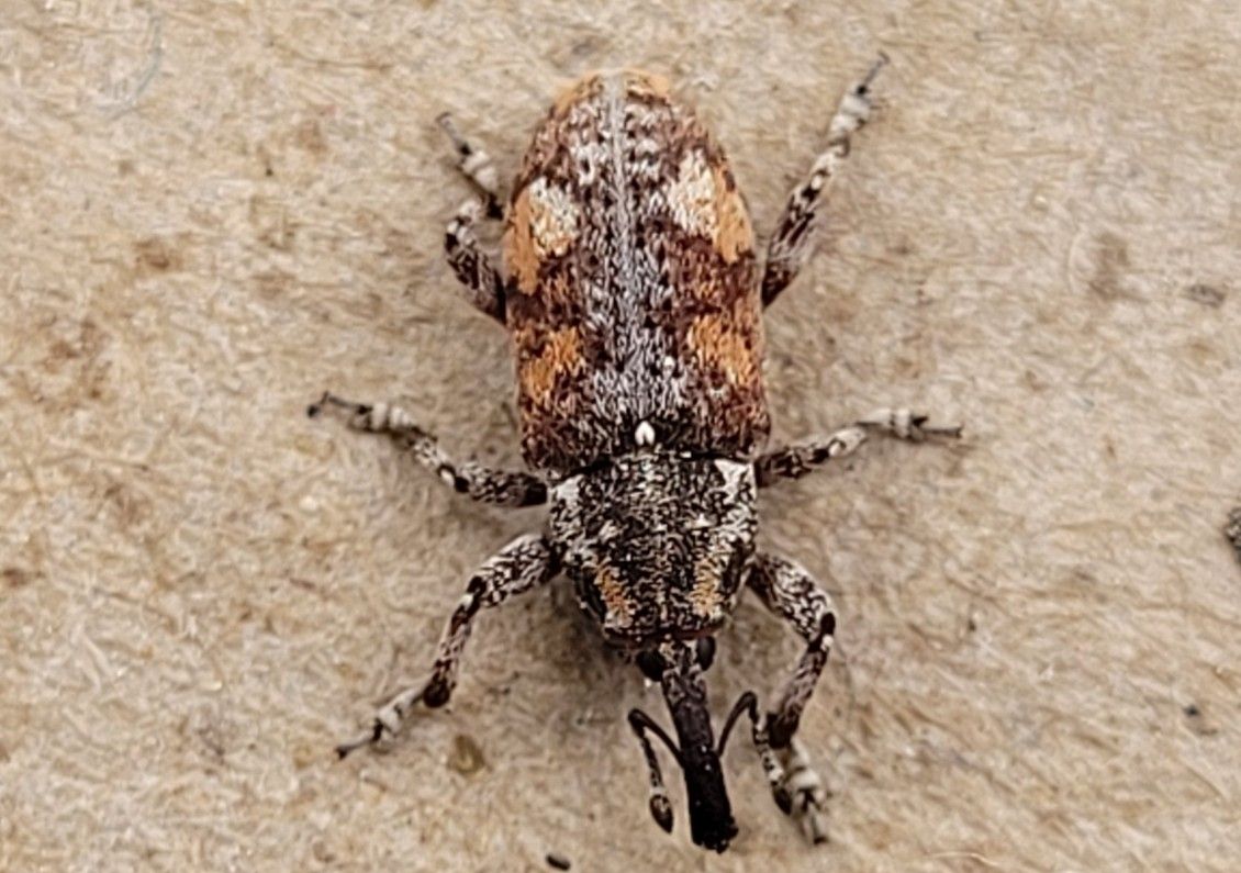 Pissodes terminalis