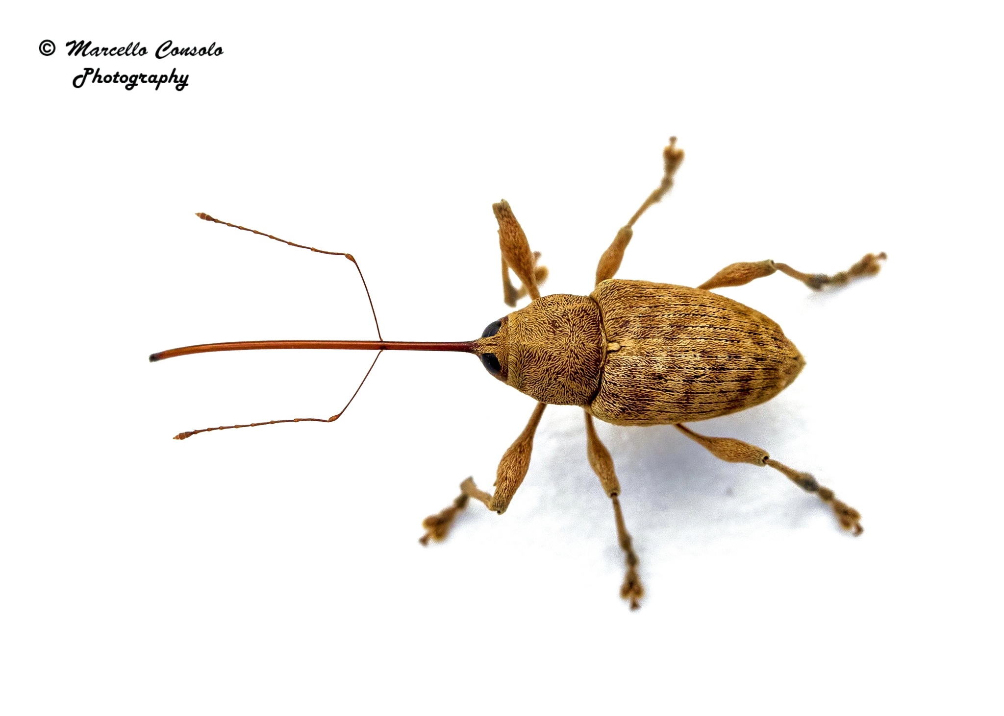 Curculio elephas