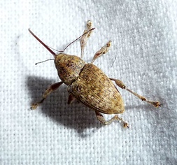 Curculio elephas