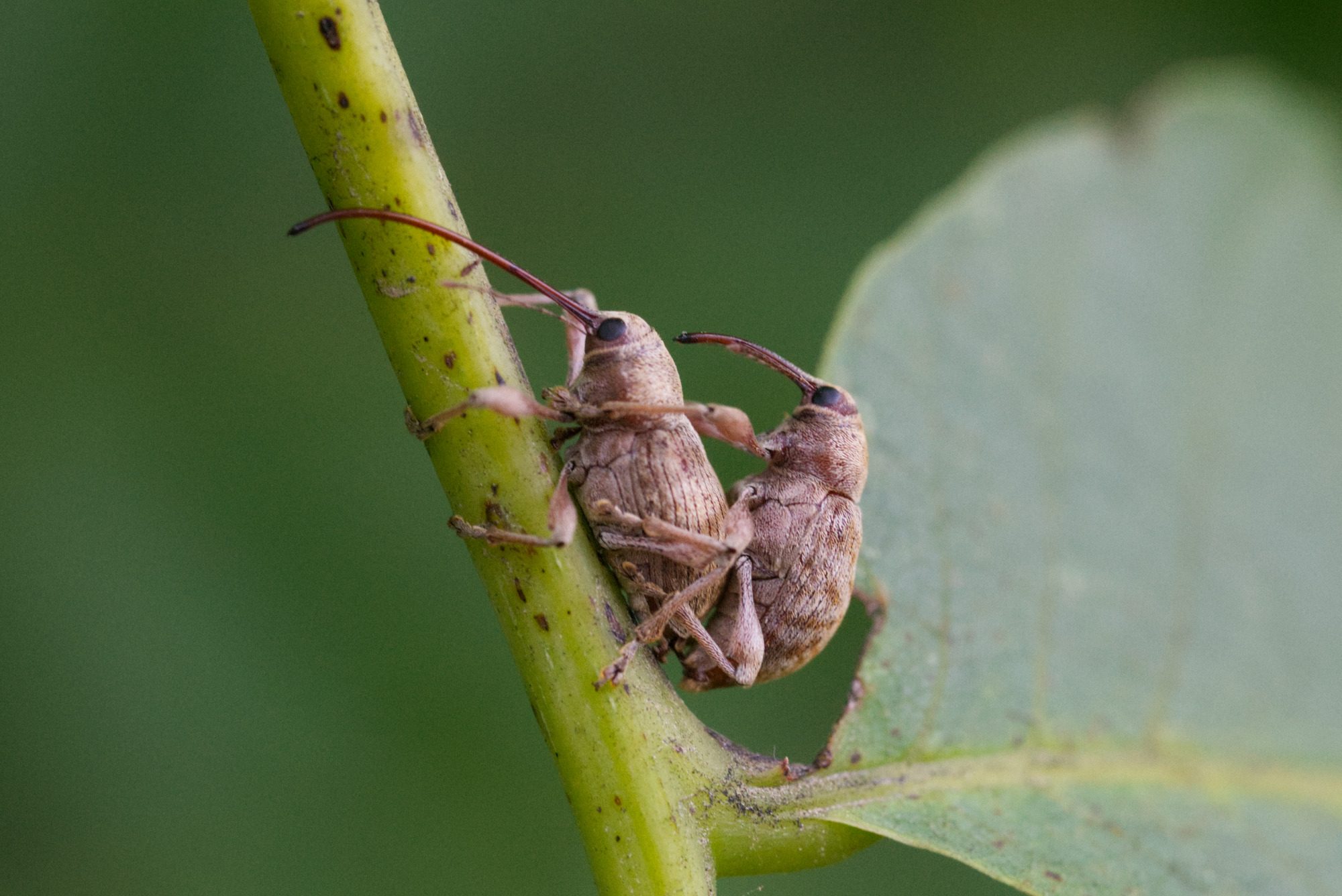 Curculio elephas