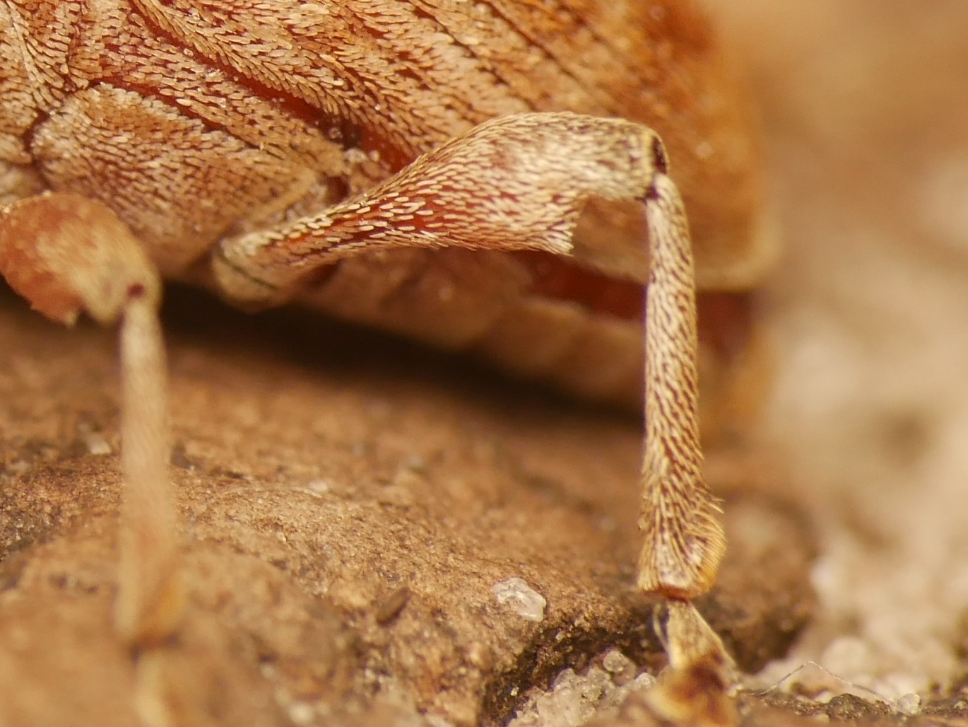Curculio elephas