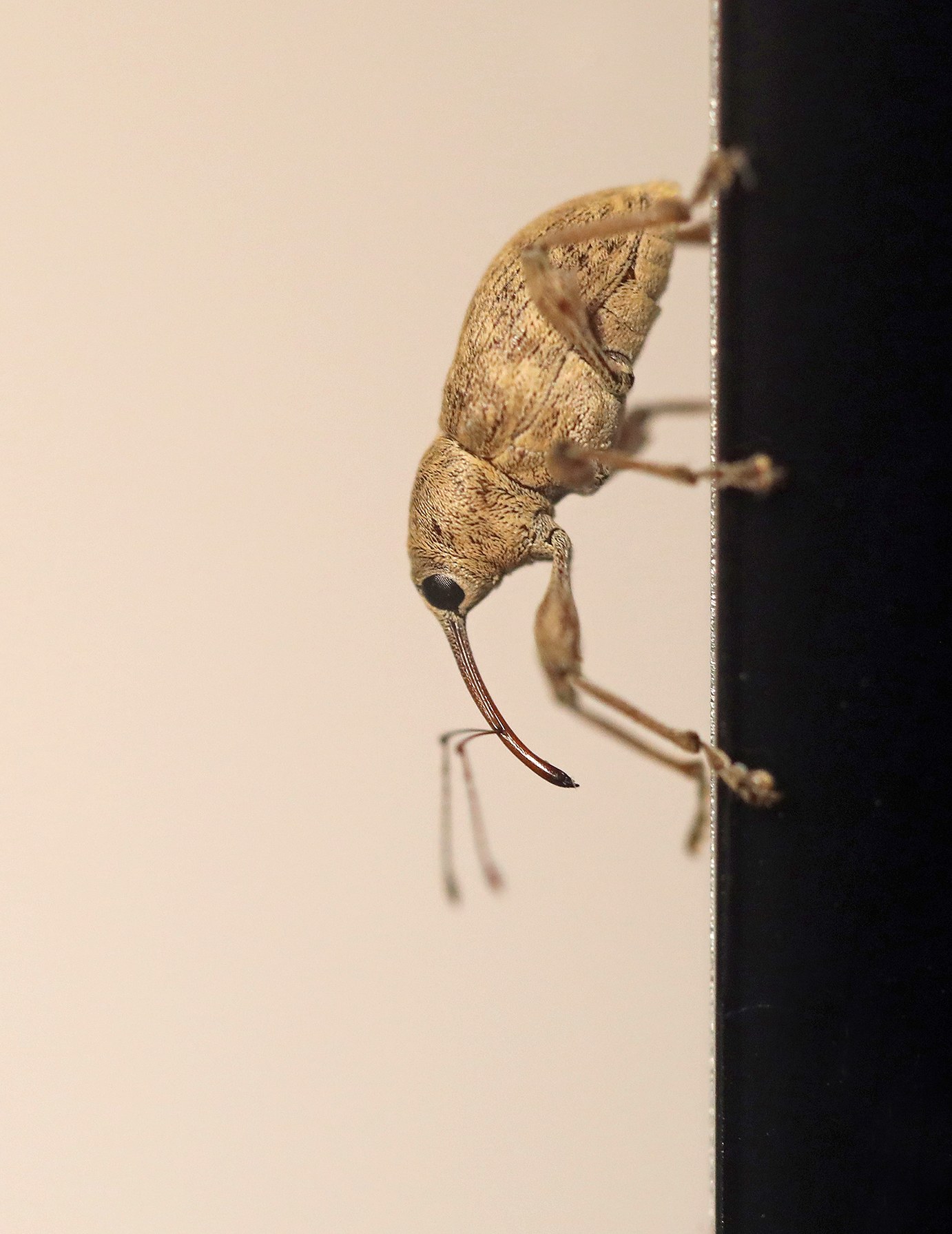 Curculio elephas