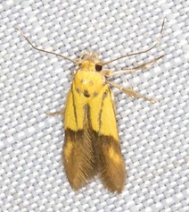 Stathmopoda