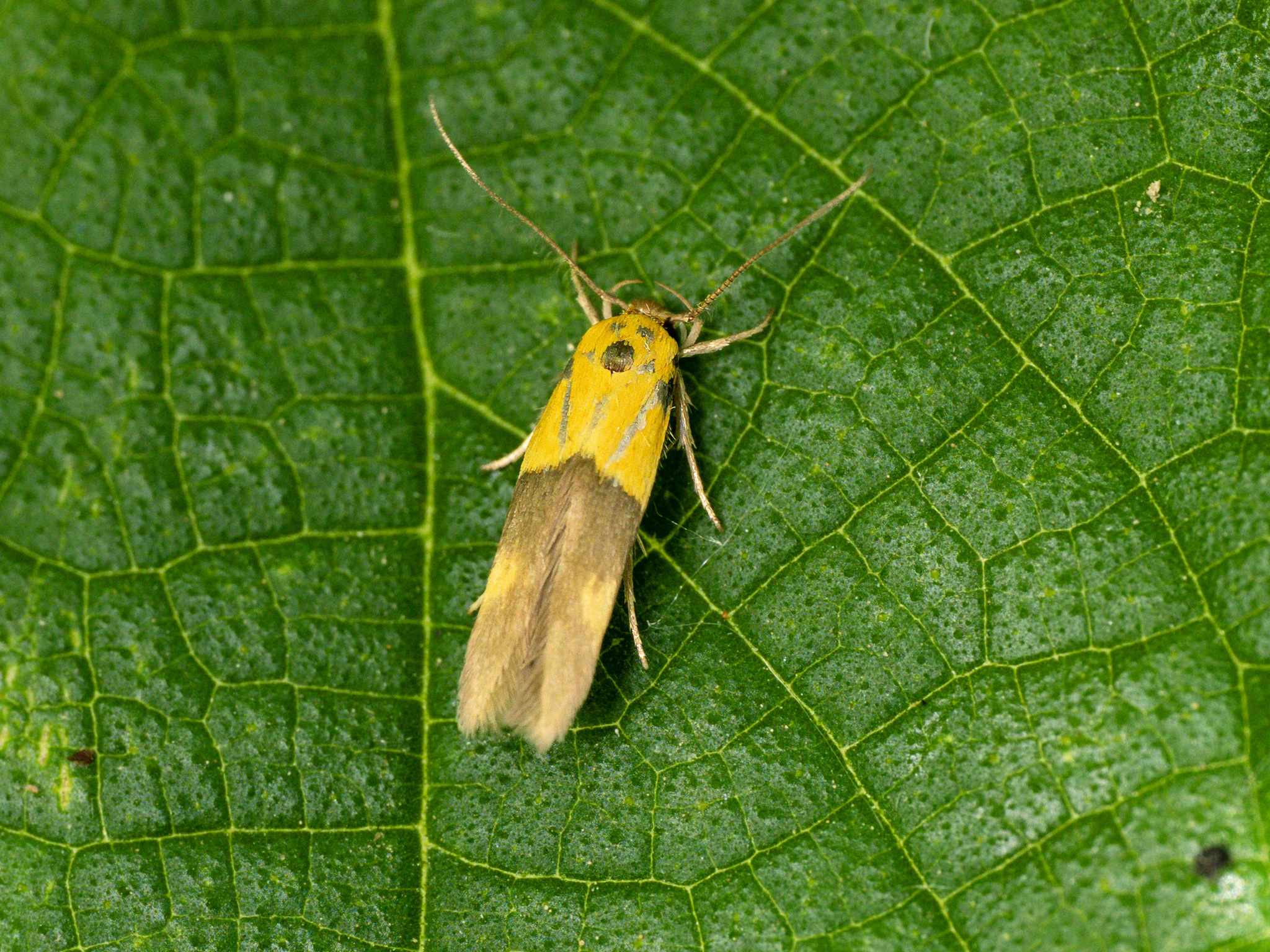 Stathmopoda