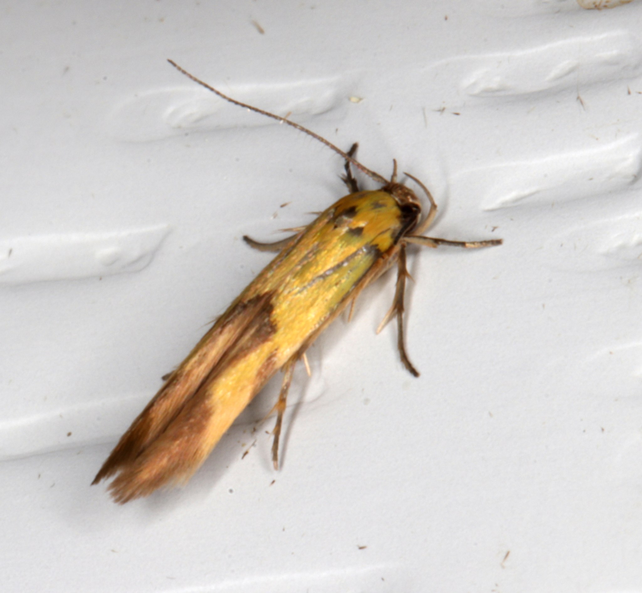 Stathmopoda