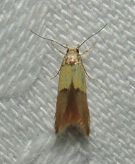Stathmopoda