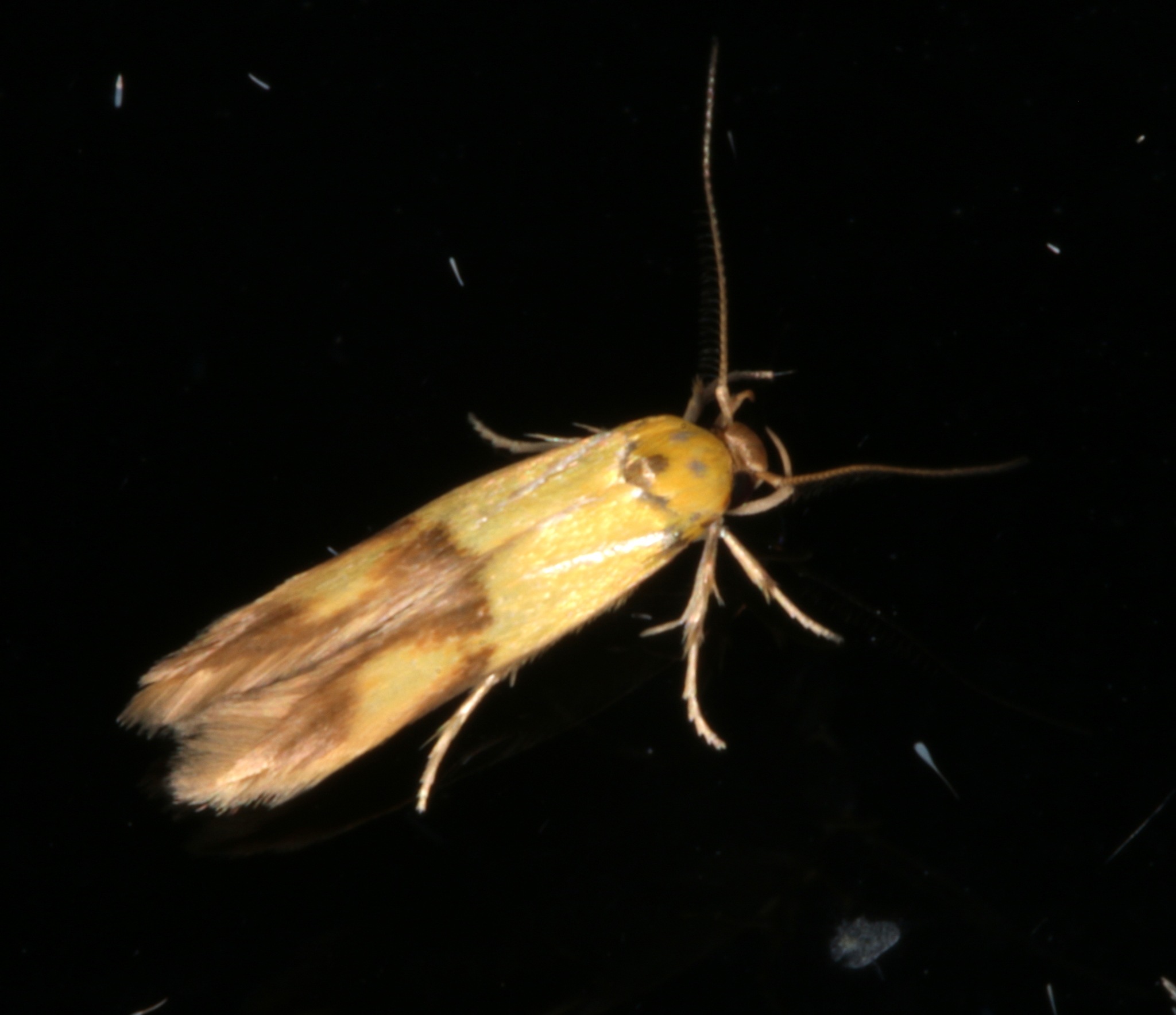 Stathmopoda