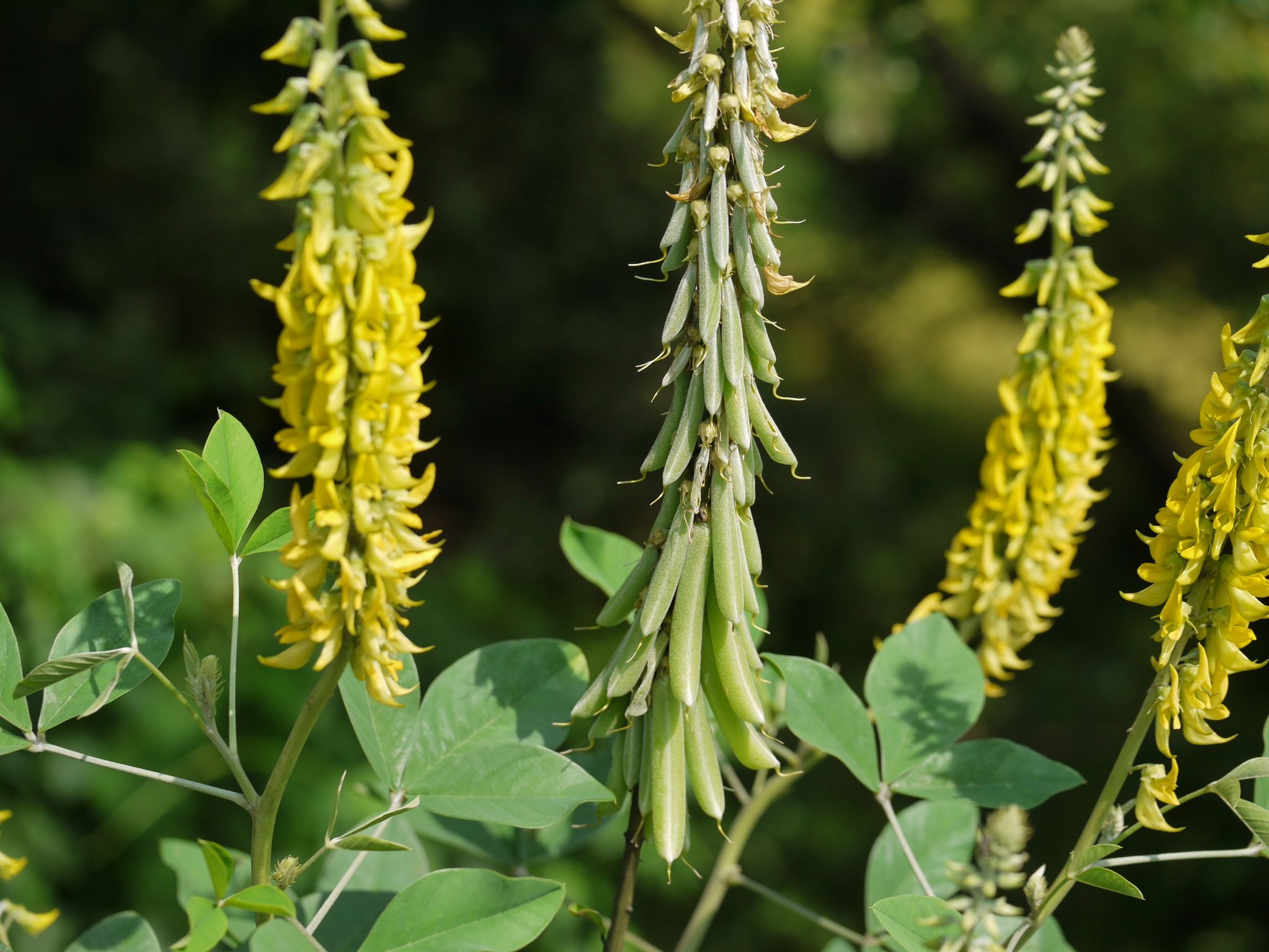 Crotalaria pallida