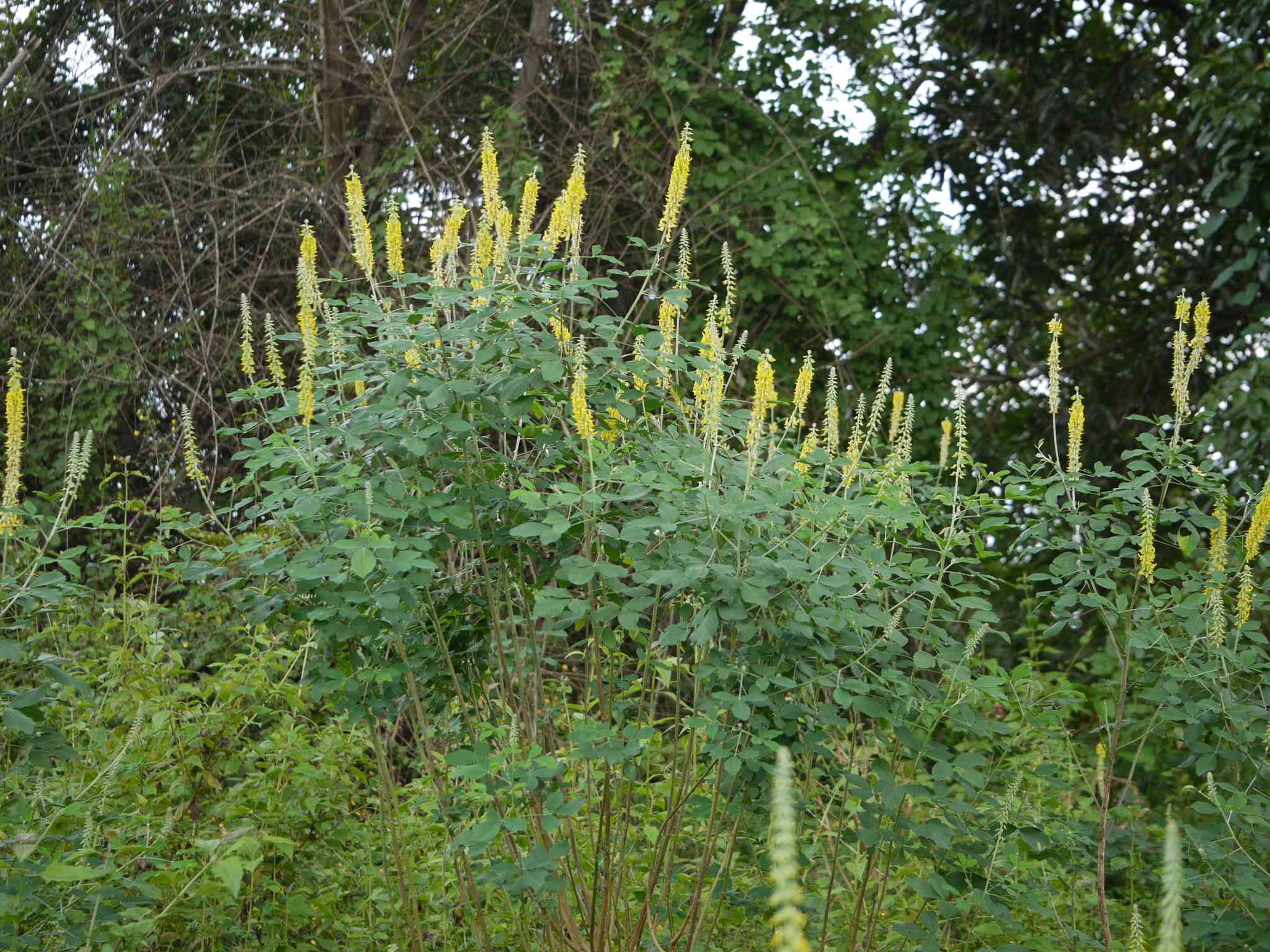 Crotalaria pallida