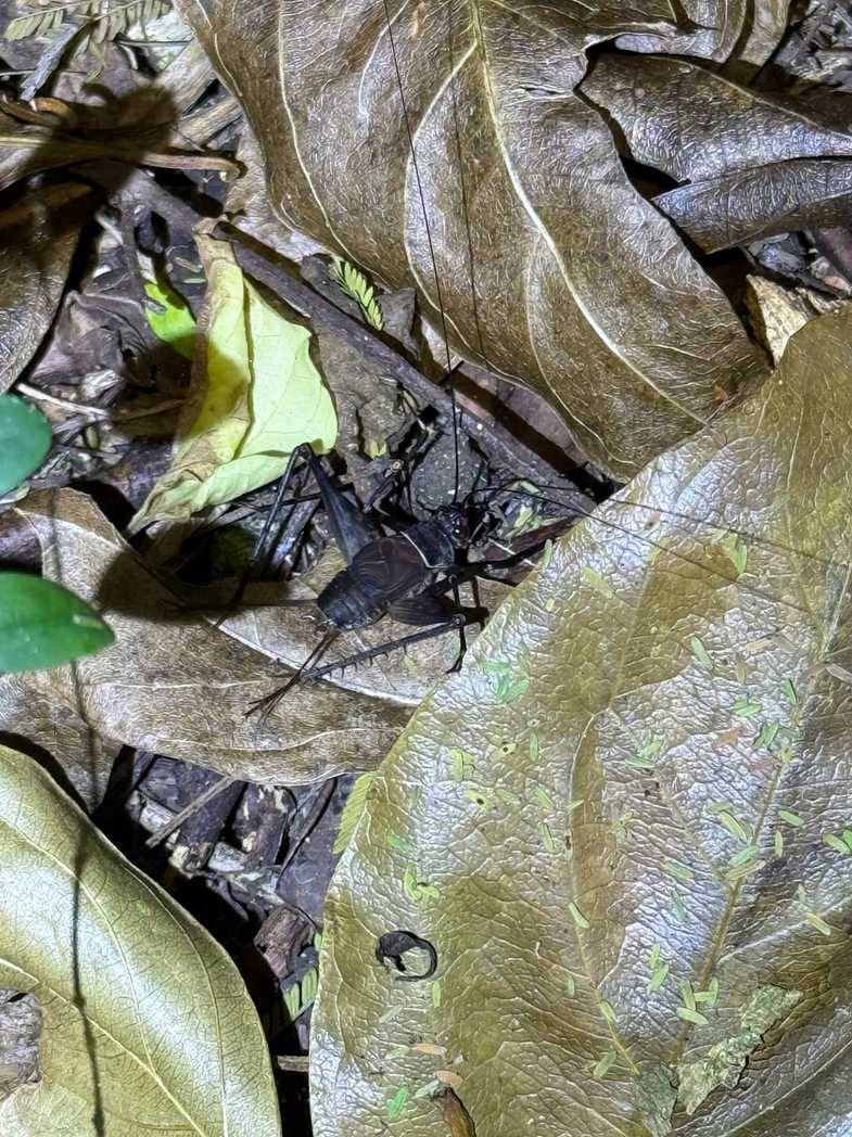 Caribacusta caraibea