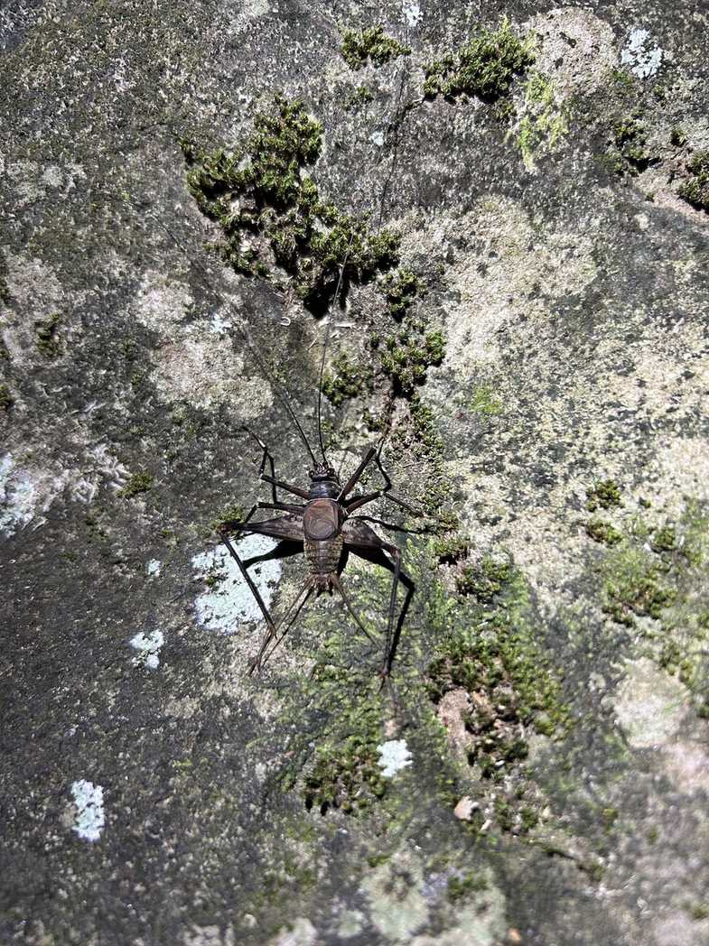 Caribacusta caraibea