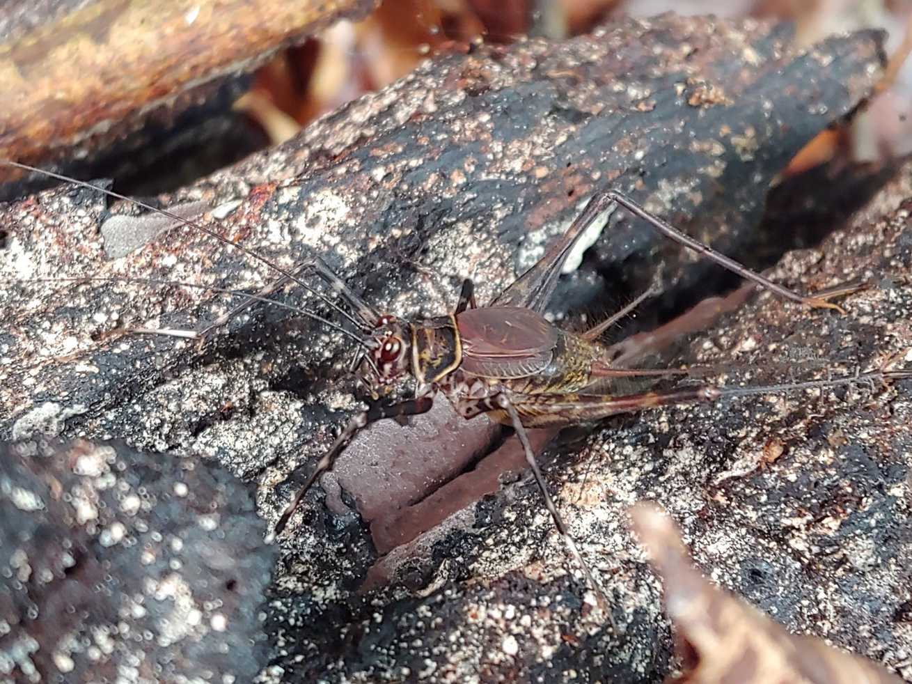 Caribacusta caraibea