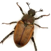 Strigoderma