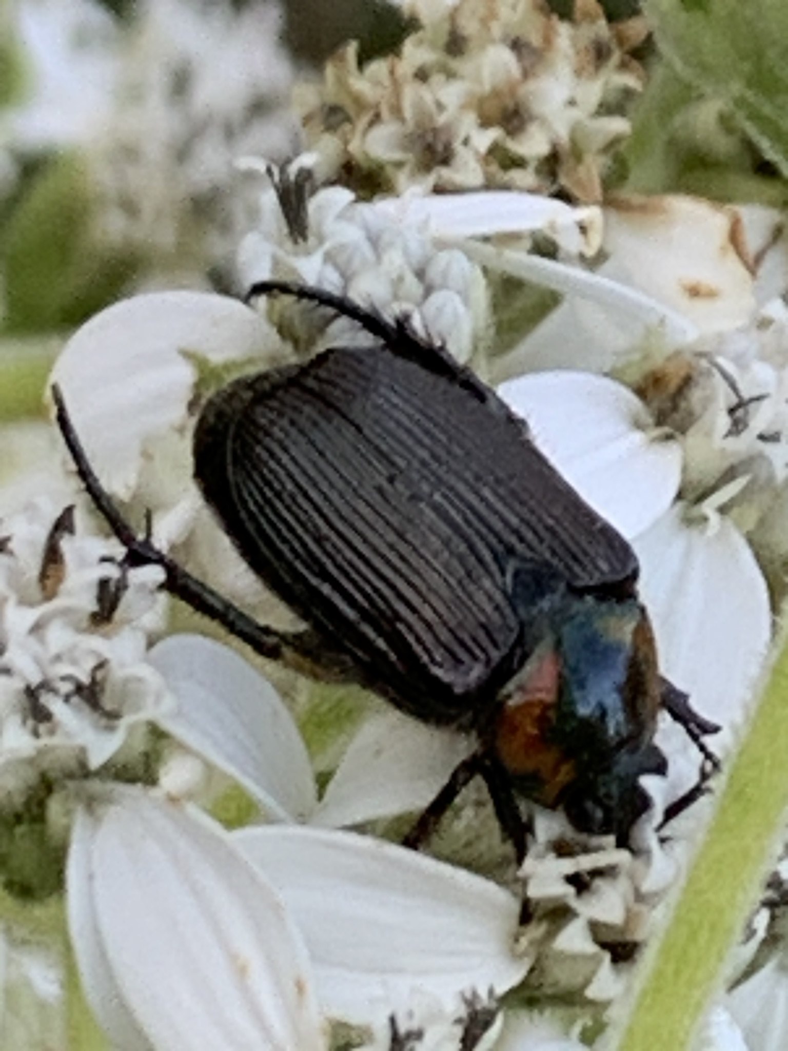 Strigoderma