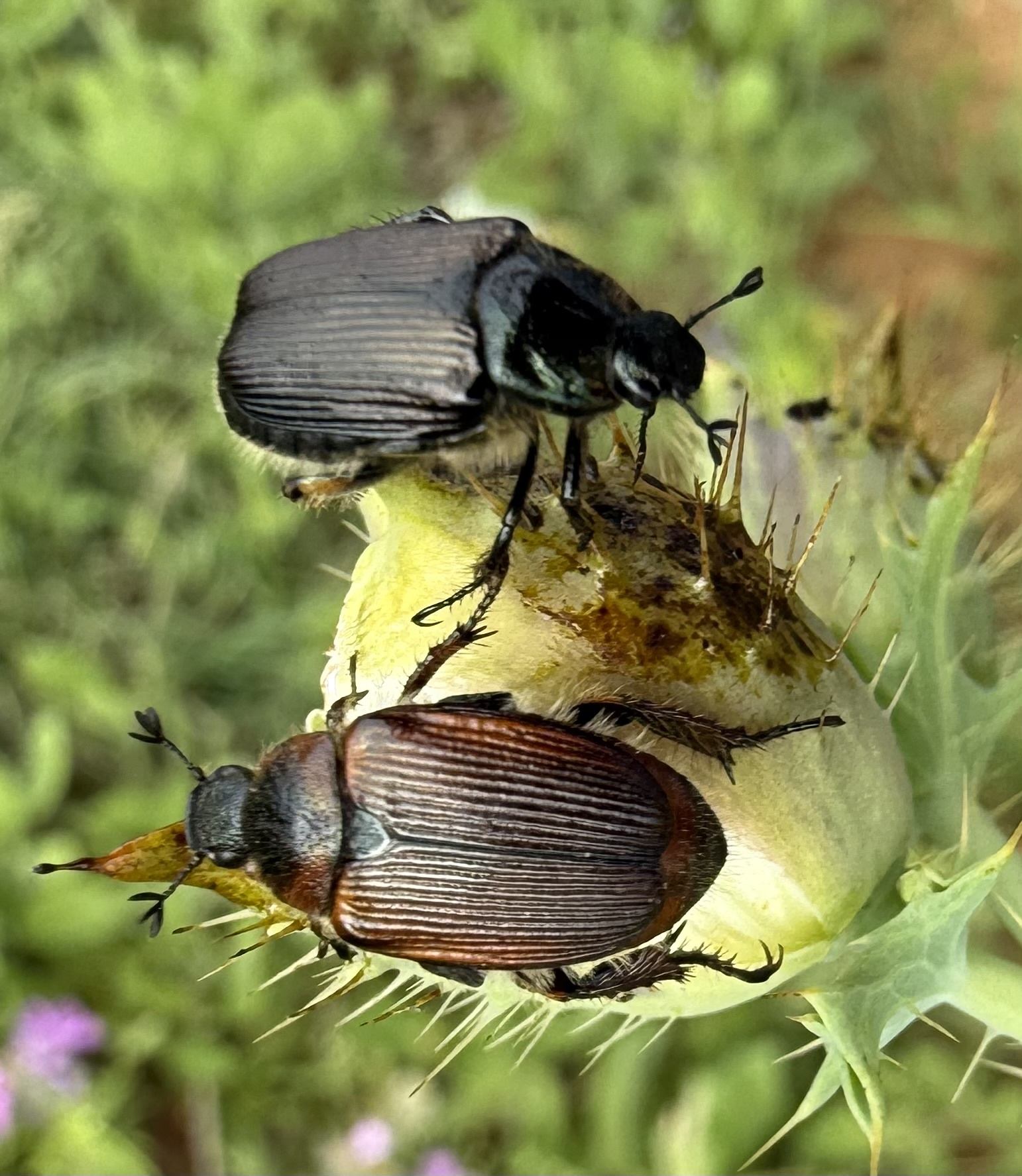 Strigoderma