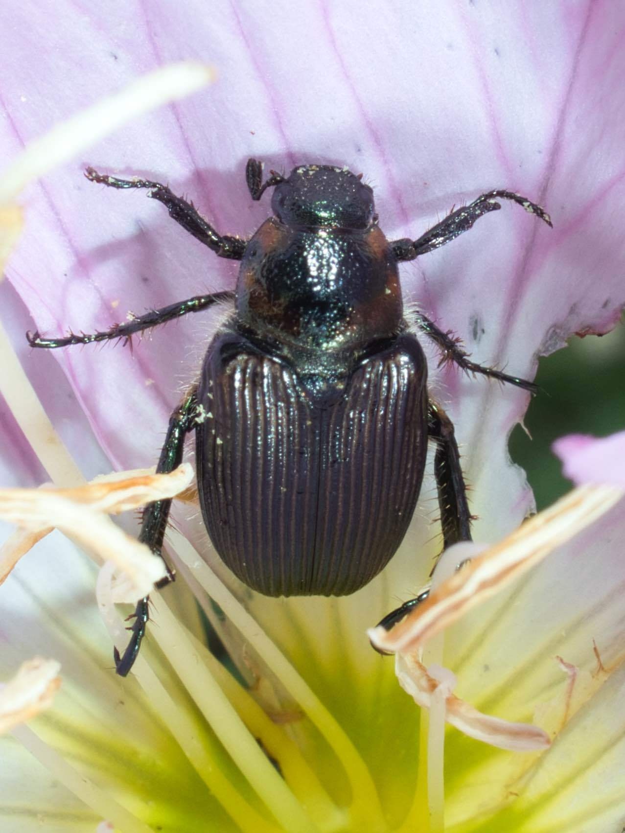 Strigoderma