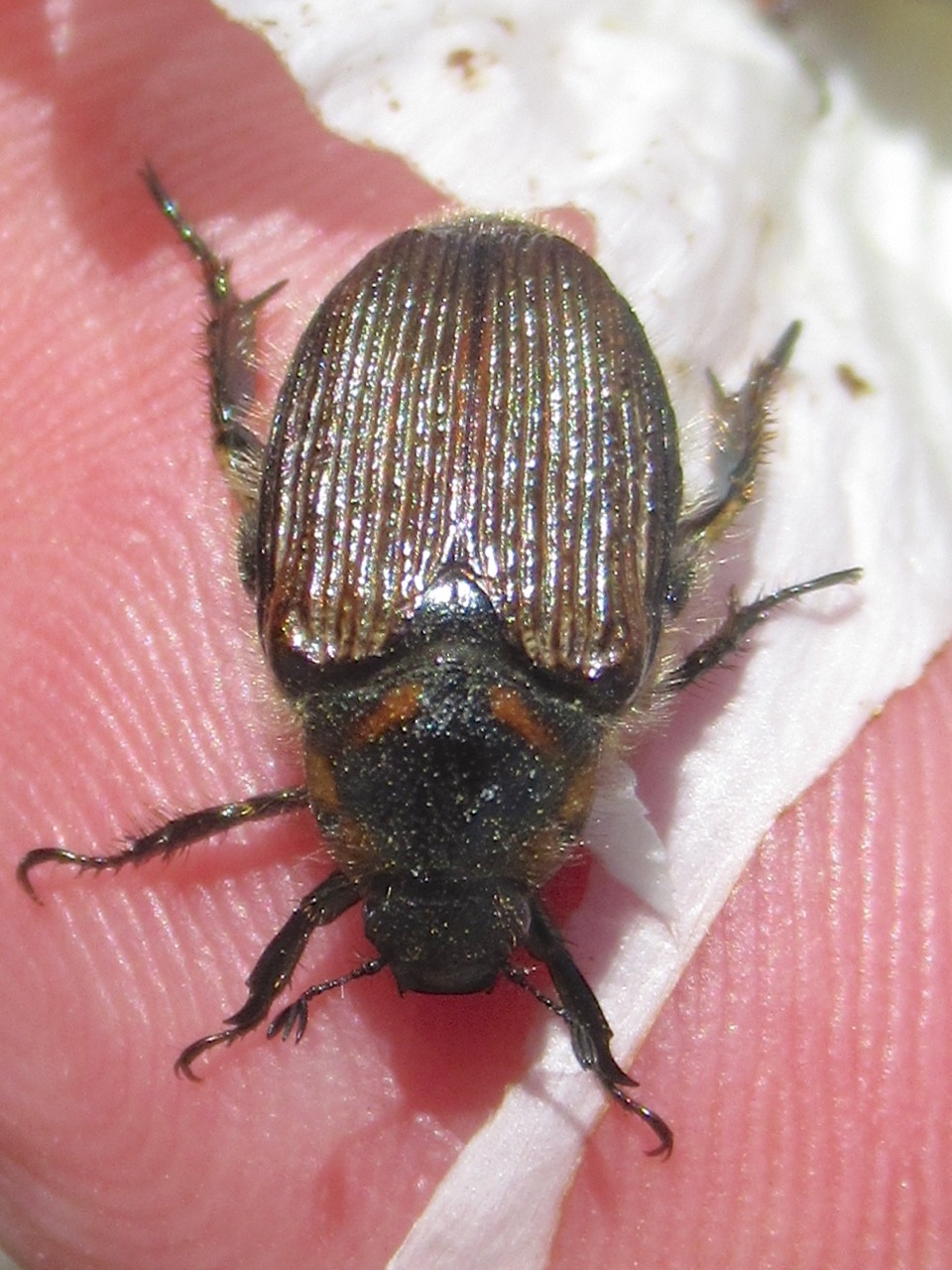Strigoderma