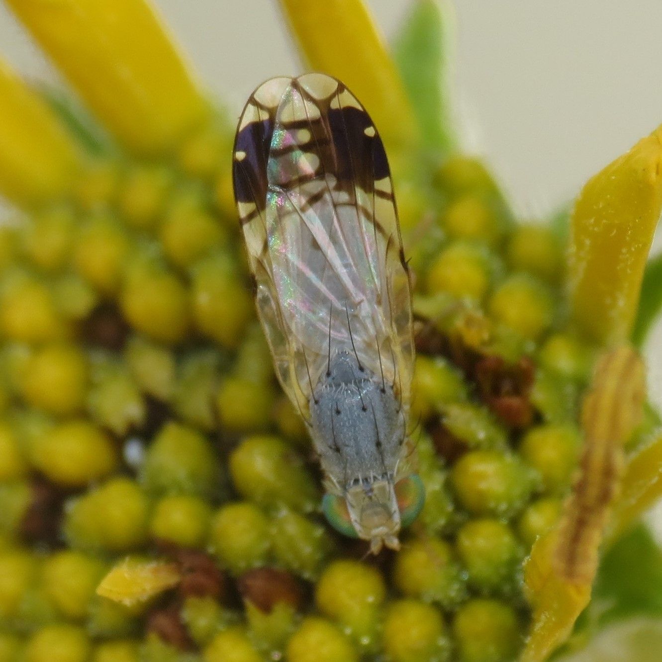 Trupanea pseudovicina