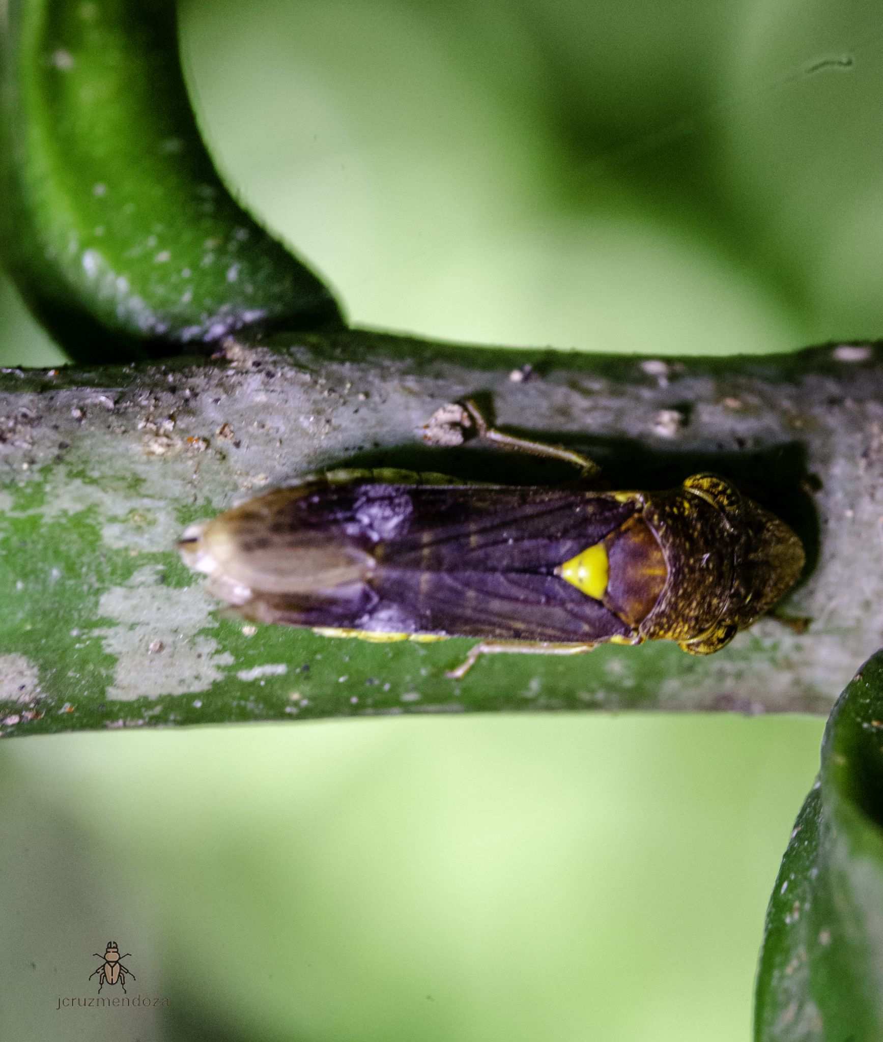 Homalodisca lucernaria