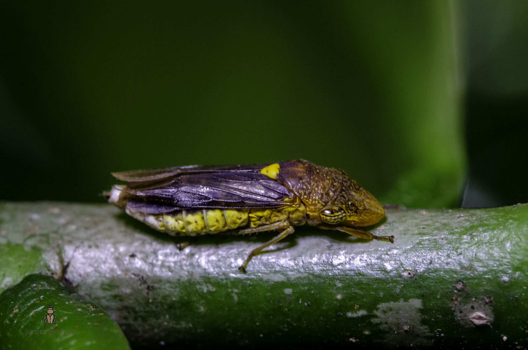 Homalodisca lucernaria