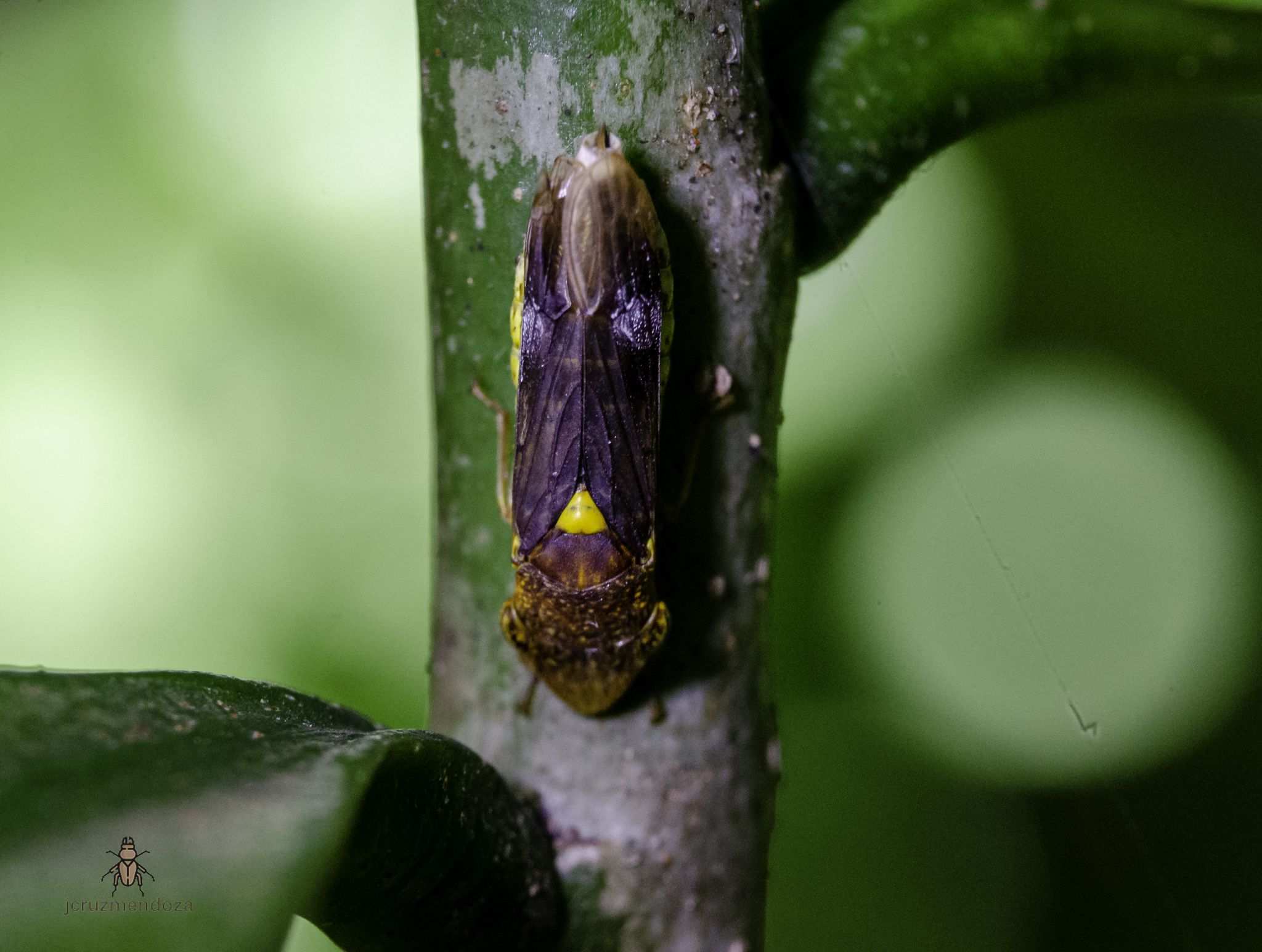Homalodisca lucernaria
